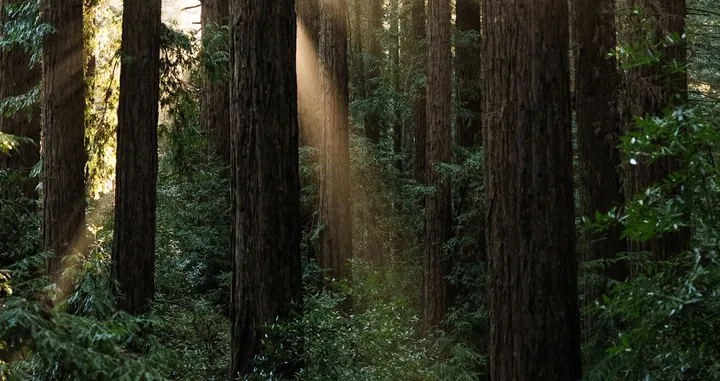 Woods